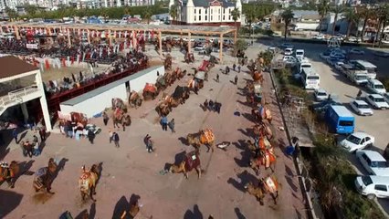 Kumluca'da 14. Geleneksel Deve Güreşleri yapıldı