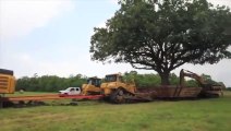 Ils déplacent ce chêne centenaire de 234 tonnes et c'est incroyable à voir