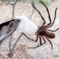 Une araignée assoiffée se désaltère sur un coton imbibé d'eau