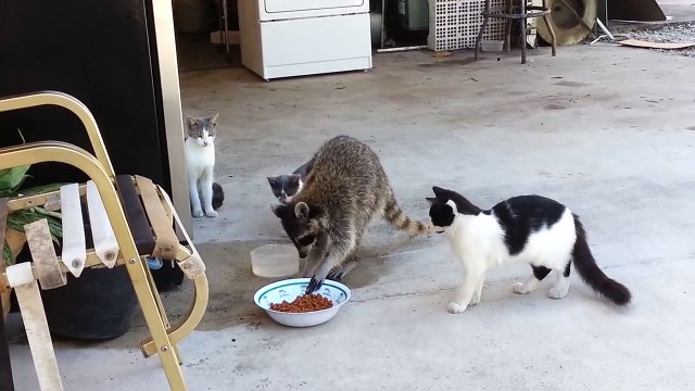 Un raton laveur vient manger avec les chats... Adorable