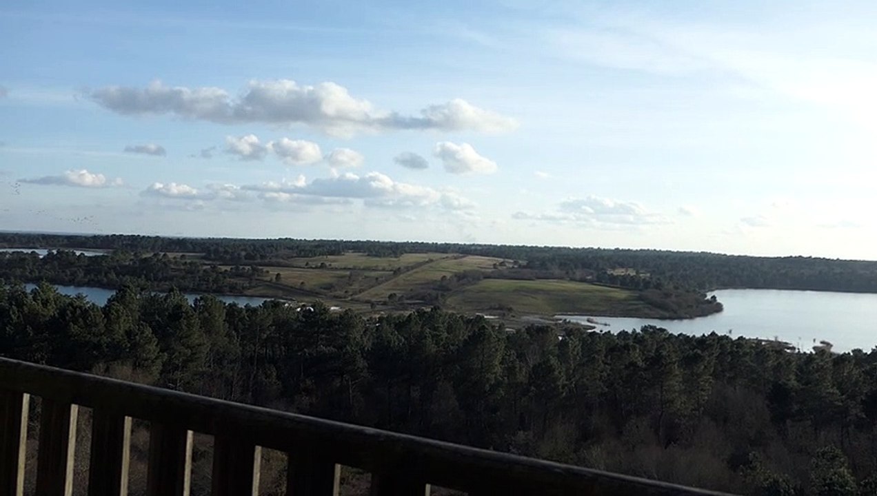 Grues à Arjuzanx