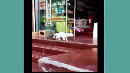 Videos De Risa 2020 Nuevos Los Mejores Videos De Risa #36