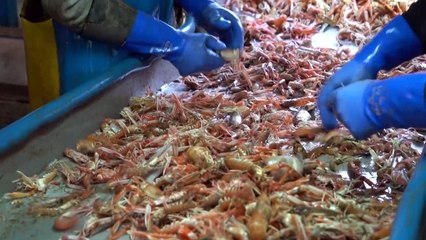 UK fishermen angling for big catch post Brexit