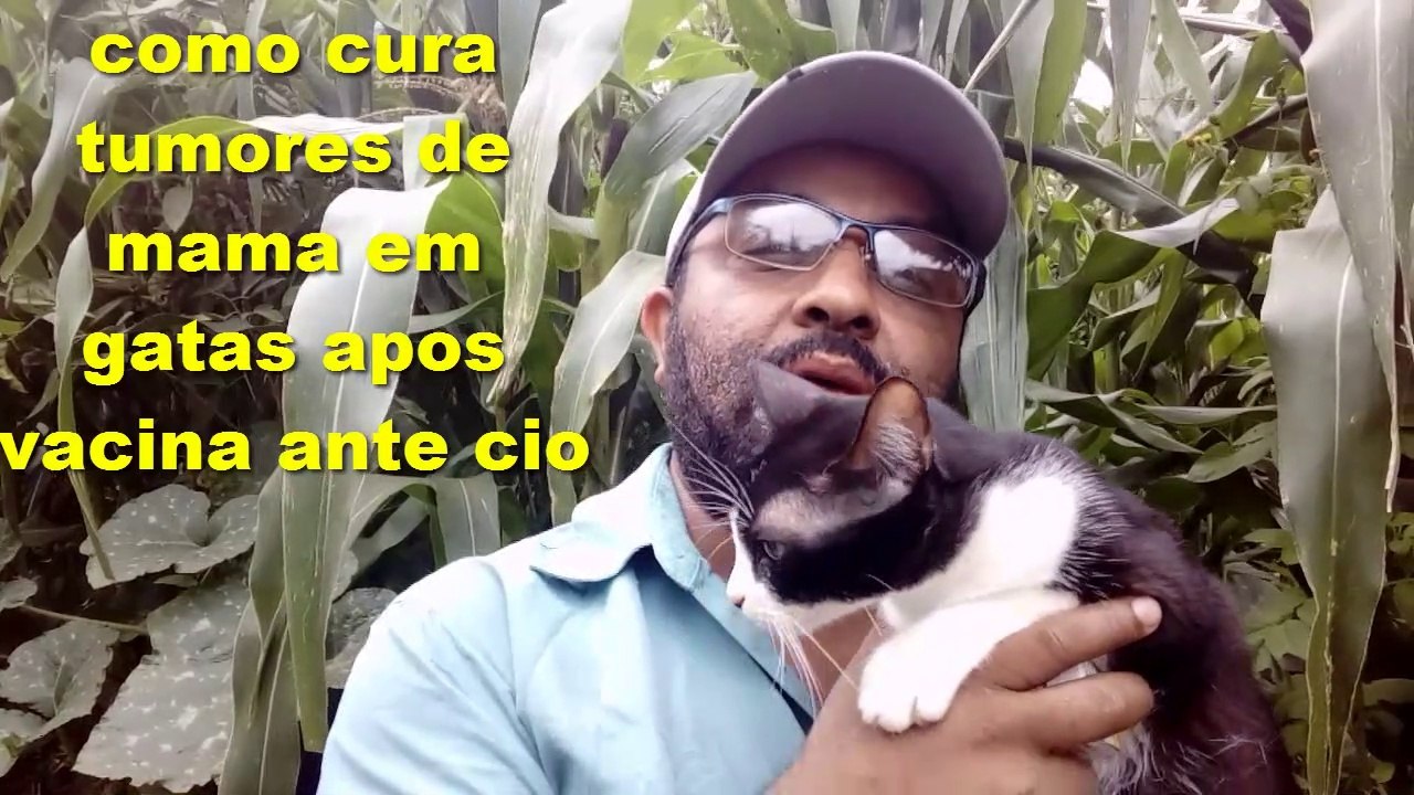 Como Curar Tumores de Mama Em Gatas Apos Aplicação da Vacina Ante Cio
