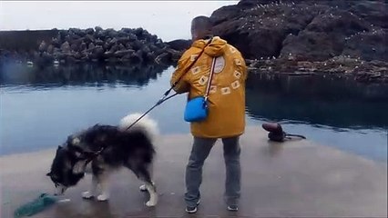 かもめの生息地の島