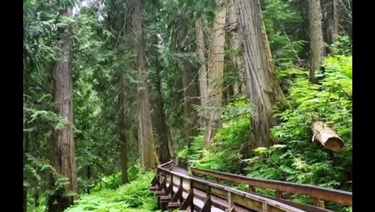 LGE:   Haunted/ Abandoned ~  Hoia Bacui Forest