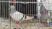 Biggest pigeons market in Mirpur Dhaka Bangladesh 2020