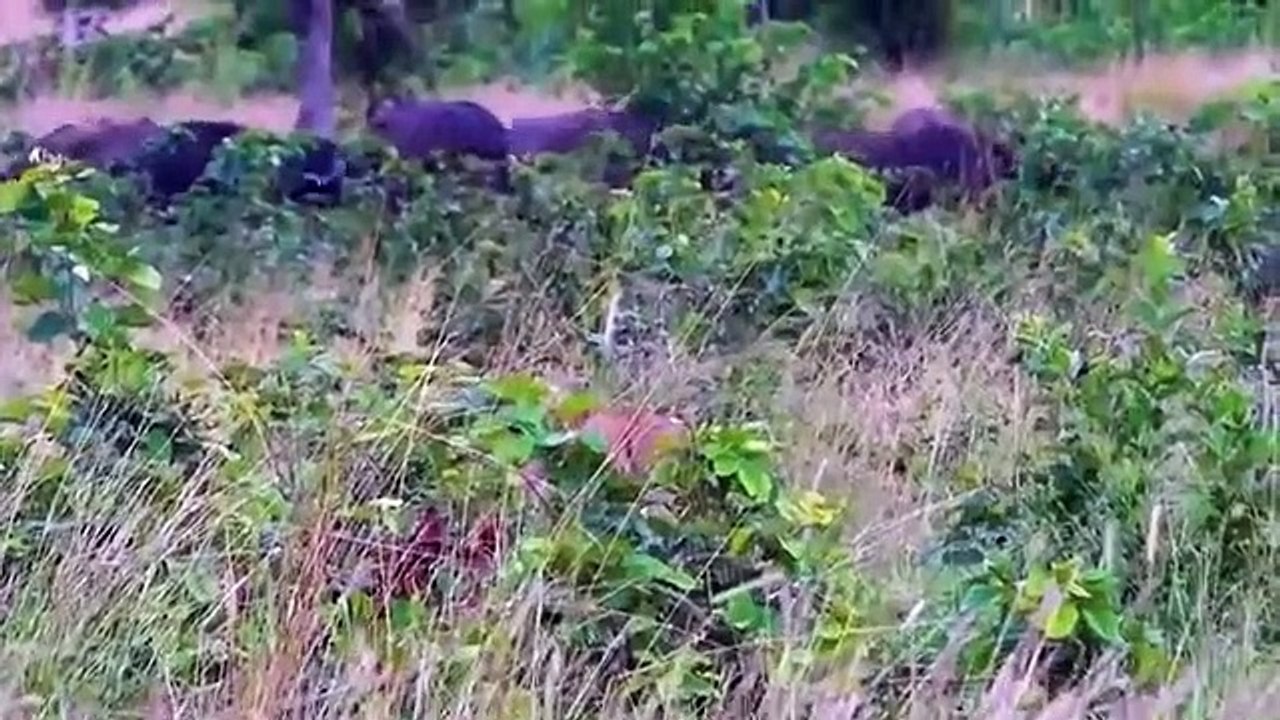 Hero Buffalo Saves Calf From Pride Of Lions - Amazing Lion Attack Baby Buffalo
