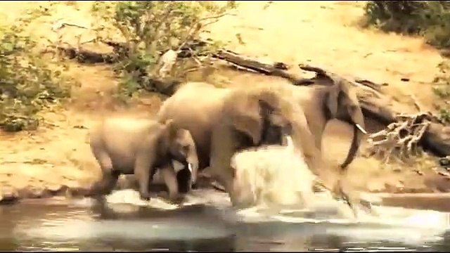 Hero Elephant Save Baby From Crocodile Hunt . Elephant vs Alligator Aniamals Save Another Animals