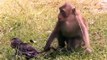Hero Monkey Save Baby From Crocodile Hunt . Baboons vs Alligator   Aniamals Save Another Animals
