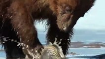 Hero Mother Bear Save Baby Bear From Grand Wolf Attack - Wolves Hunt   Animals Save Another Animals