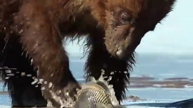 Hero Mother Bear Save Baby Bear From Grand Wolf Attack - Wolves Hunt Animals Save Another Animals
