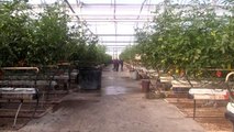 Rusya'ya domates ihracatı 2019'da yüzde 186 arttı - ŞANLIURFA
