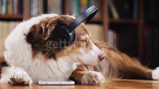 Musik-Playliste für Haustiere