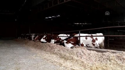 Geçen yıl en çok süt üreten il Konya oldu