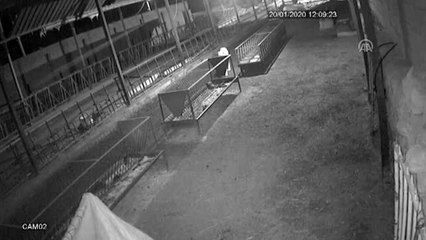 Konya'da 30 koyunu telef eden 2 köpek güvenlik kamerasına yakalandı