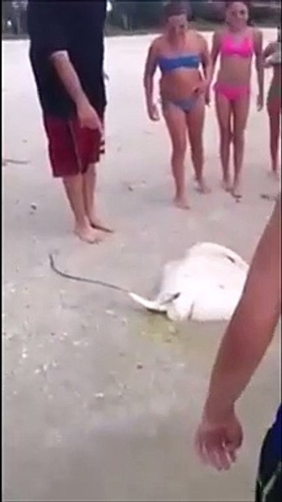 Une raie échouée sur la plage donne naissance à des bébés raies