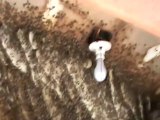 Appelé pour un nid d'abeille, il n'en croit pas ses yeux : ruche géante