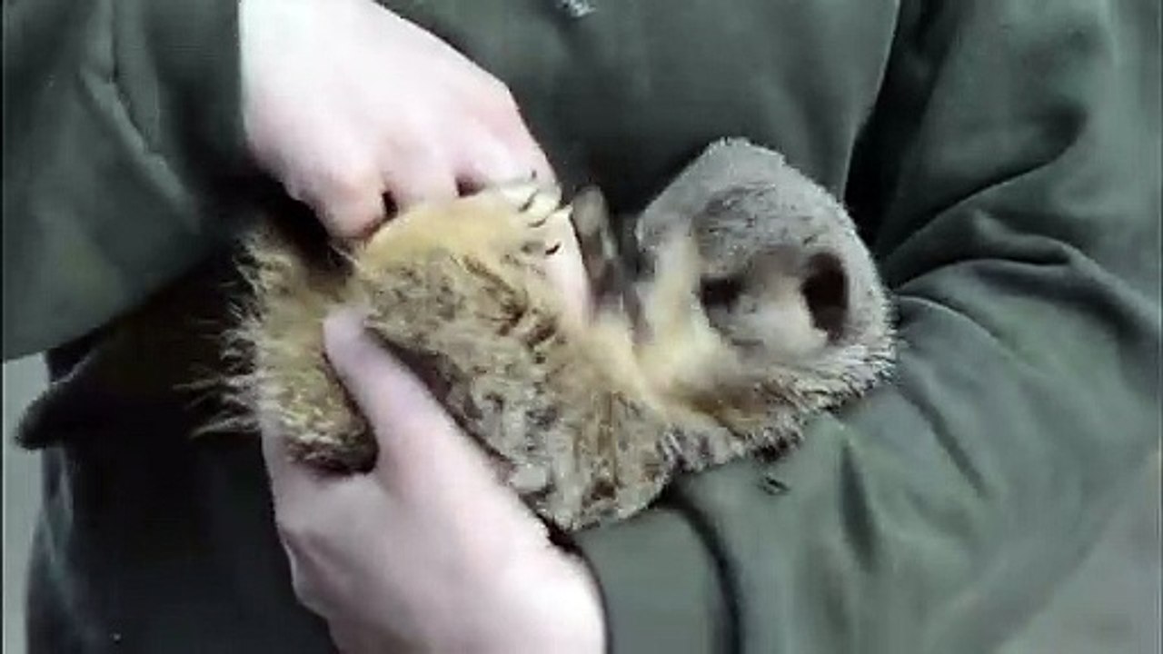 Ce petit suricate est très chatouilleux