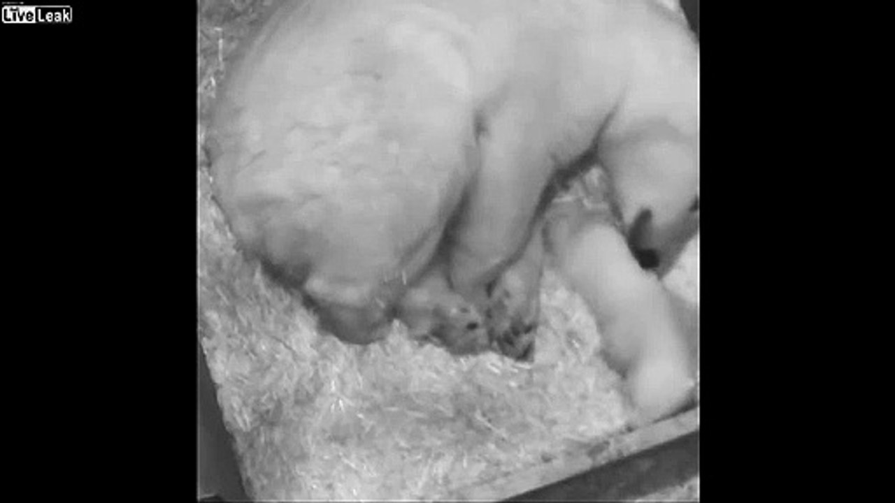 Premiers pas d'un bébé ours blanc !