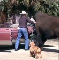 Jamais sans son bison ! Ce cowboy le conduit en voiture !