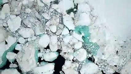 Belles rencontres de 2019 : Les Baleines au Groenland par Philip Plisson