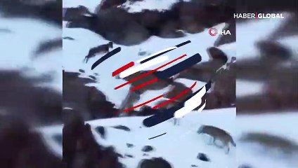 Yaban keçisi kurt sürüsünün arasına böyle daldı
