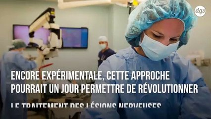 Des chercheurs réalisent l'exploit de faire repousser un nerf avec des protéines et des polymères