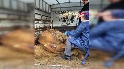 İzmir depremde enkazdan kurtarılan hayvanlara izmir'den yardım eli