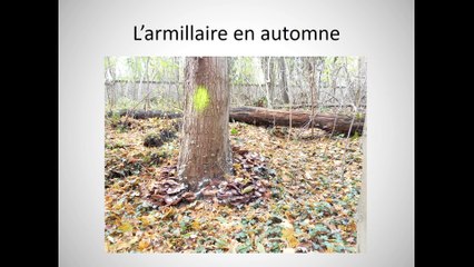 Les actions d’anticipation dans un jardin historique