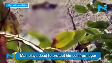 Man pretends to be dead to save himself from tiger, video goes viral