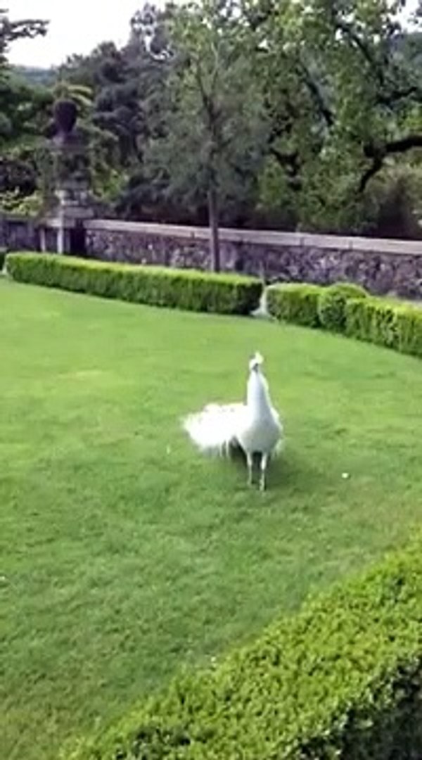white pecock new video  (9)