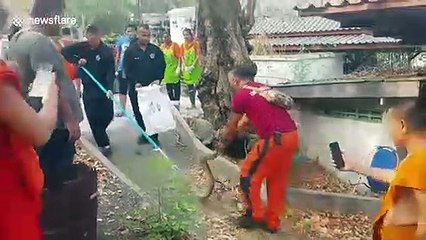 Terrifying moment six wild pythons were found writhing around at the bottom of water tub in Thailand