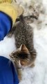 Canada : des chatons sont piégés dans la glace, il leur sauve la vie avec du café