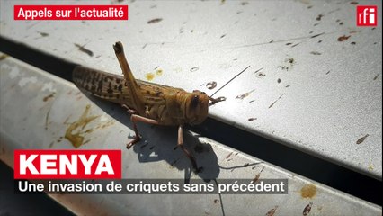 Kenya : une invasion de criquets sans précédent