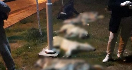 Ankara'da 16 köpeği katleden 3 kişi, 10'ar yıl hapis cezasına çarptırıldı