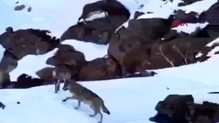 Erzincan'da dağ keçisi ile kurt sürüsü yanyana görüntülendi