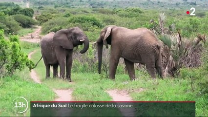 Afrique du Sud : l'éléphant, le fragile colosse de la savane