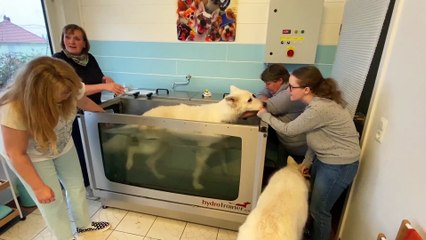 Pietra Strieder et Colette Gutbrod ont ouvert leur cabinet de physiothérapie pour animaux à Forbach