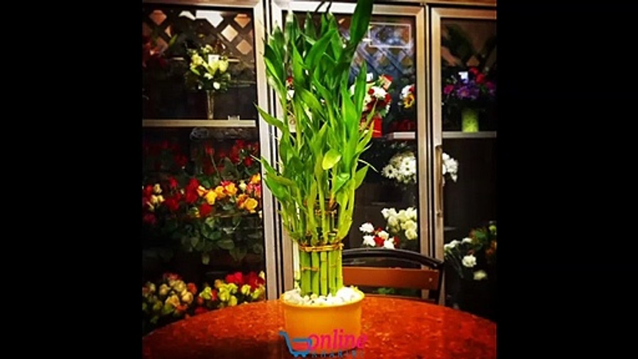 Send Flowers to Indore - Same Day & Midnight Delivery Indore - onlinekharidi