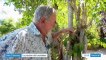 Nouvelle-Calédonie : la passion des orchidées