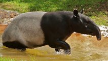 Un enclos commun pour les tapirs et les macaques