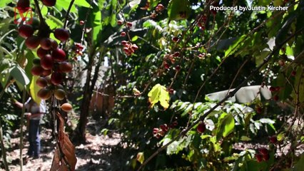 Coffee Made with Bat Saliva Selling for High Prices