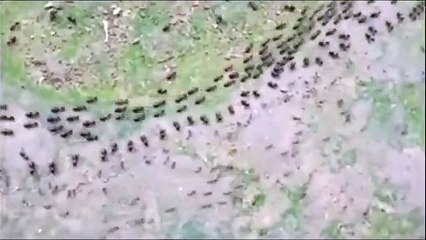 Guerre froide entre termites et fourmis