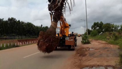 Palm Tree displacement using Crane at BIAL