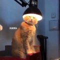 Bronzage ? Ce chat kiffe la tête dans la lampe de bureau !