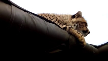 Un Guépard vient faire la sieste sur la voiture de ces touristes