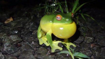Le coassement de cette petite grenouille est incroyable