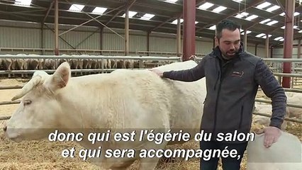"Idéale": l'égérie du salon de l'Agriculture 2020 est une Charolaise