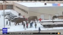 [이 시각 세계] '서커스단 탈출' 코끼리 도심 활보